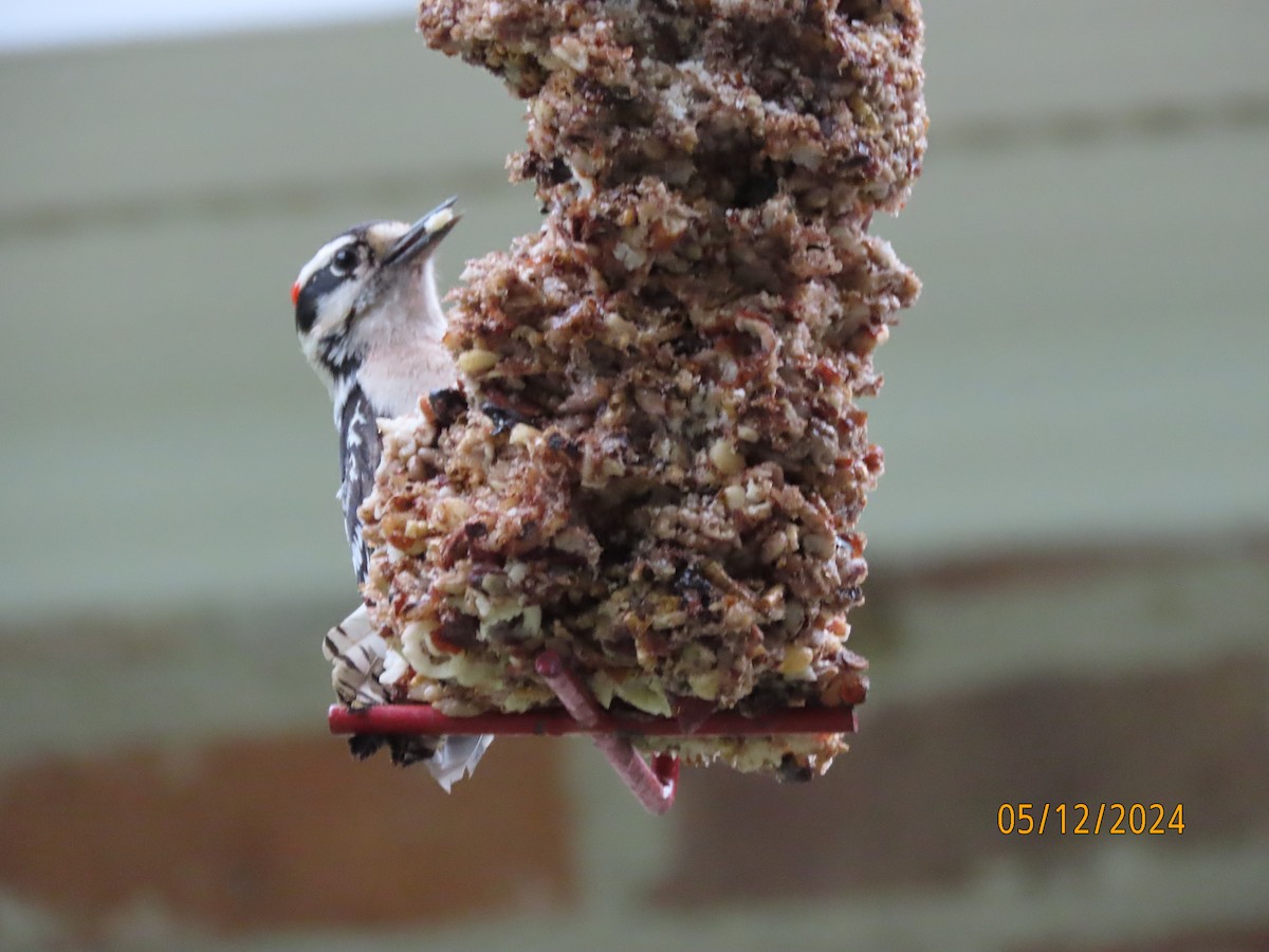 Downy Woodpecker - Susan Leake