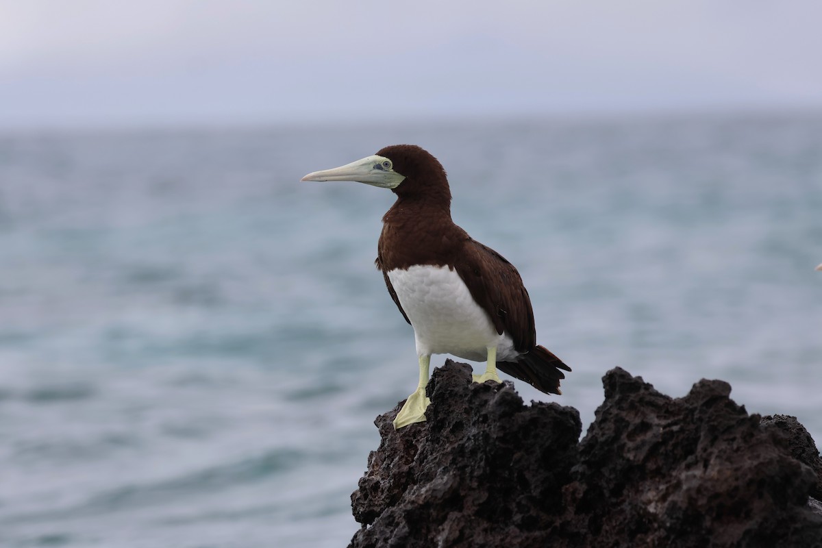 Brown Booby - ML618924136