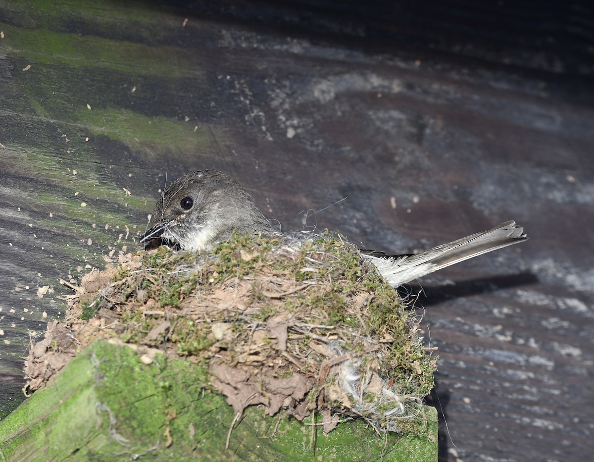 Eastern Phoebe - Paul Nielson