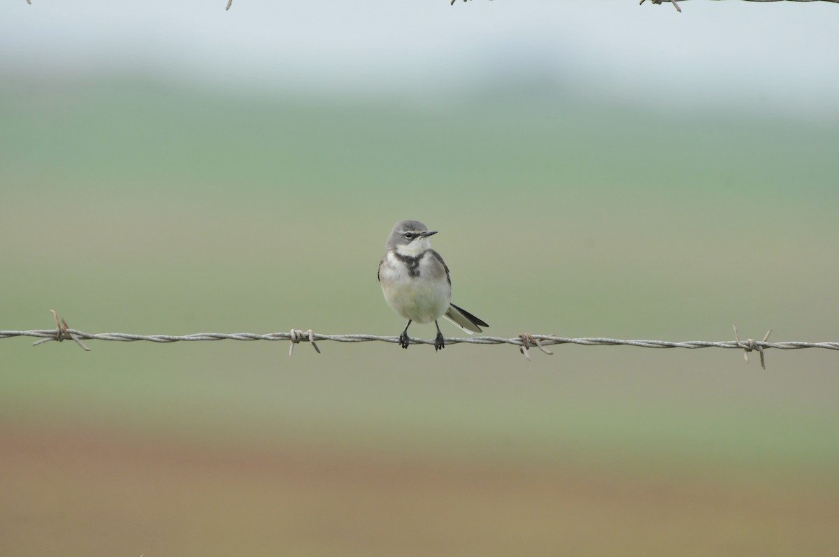 Cape Wagtail - Dominic More O’Ferrall