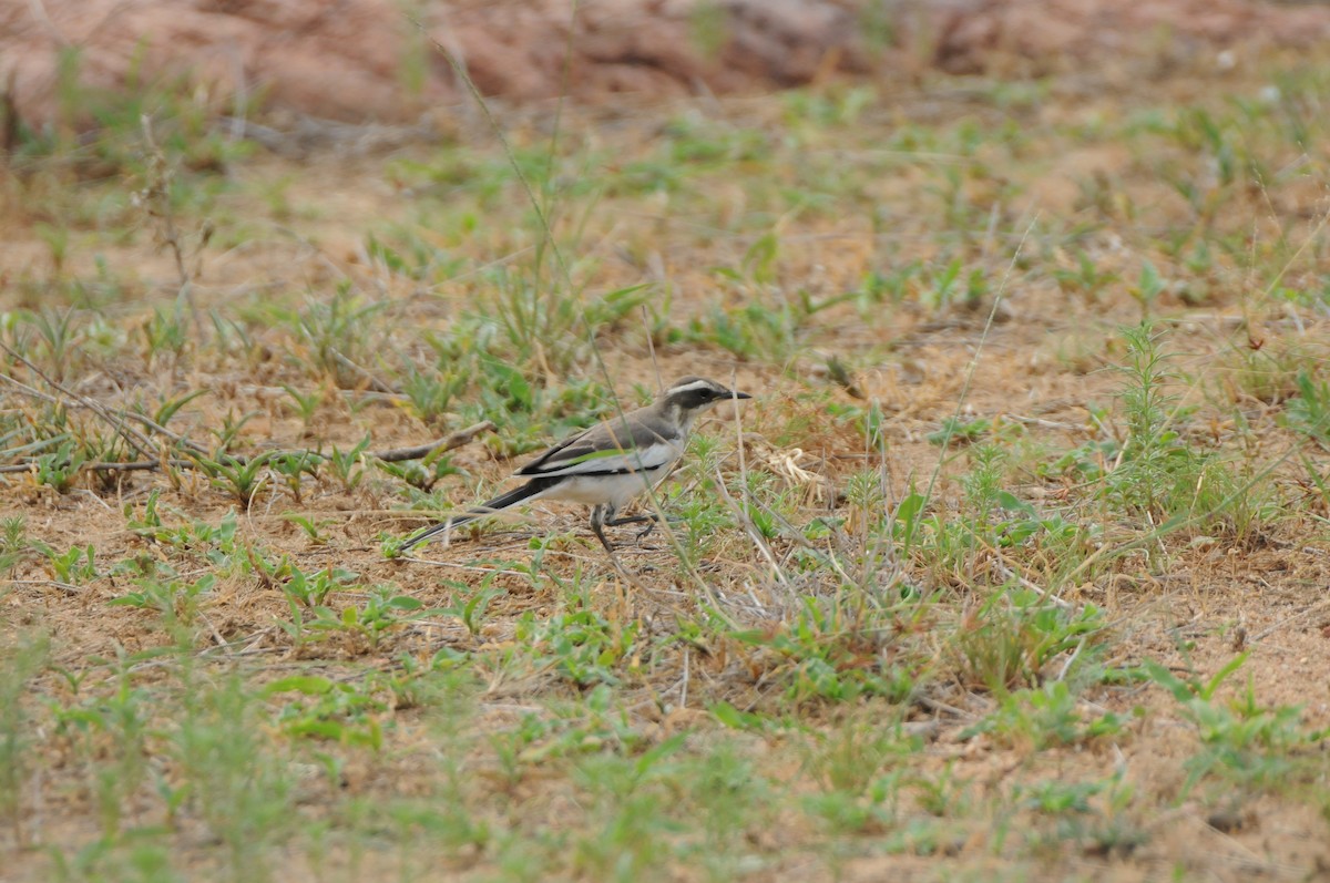 Cape Wagtail - Dominic More O’Ferrall