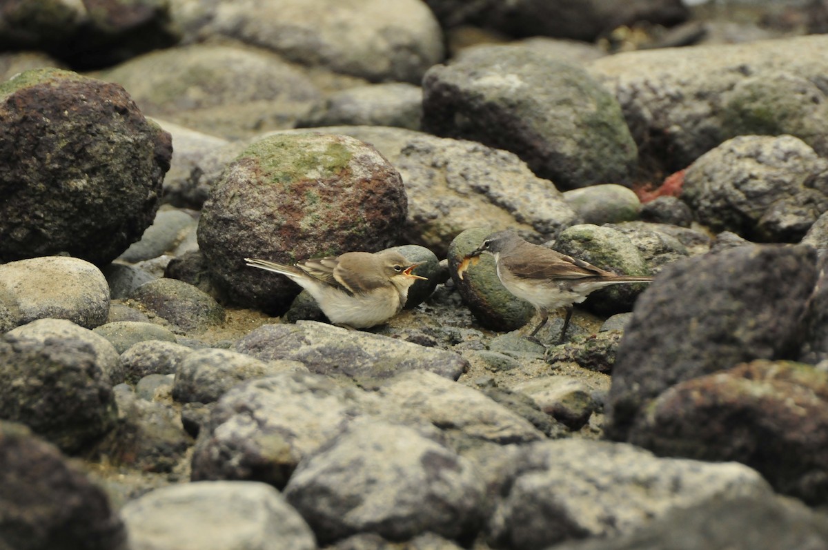 Cape Wagtail - Dominic More O’Ferrall