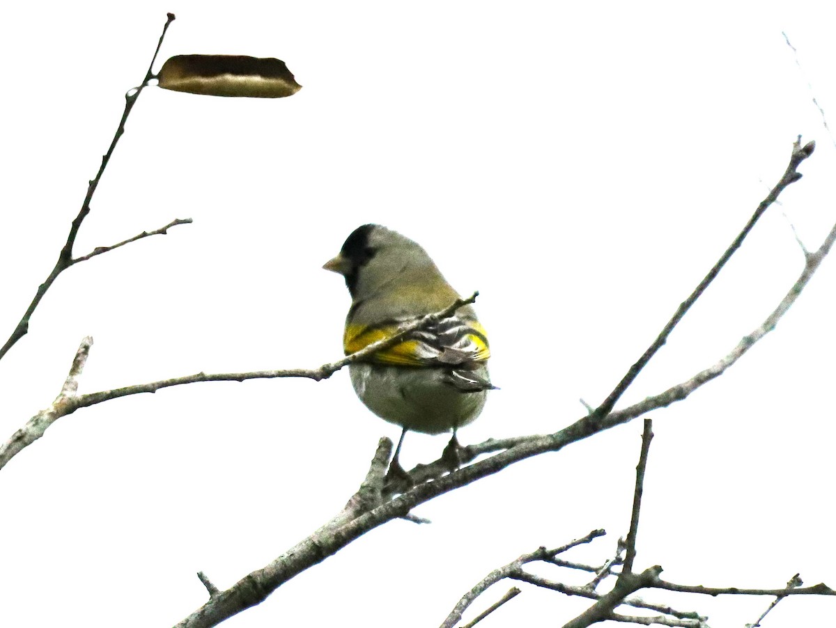 Lawrence's Goldfinch - ML618924180
