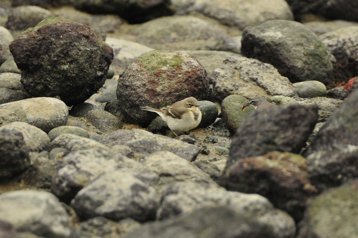 Cape Wagtail - Dominic More O’Ferrall