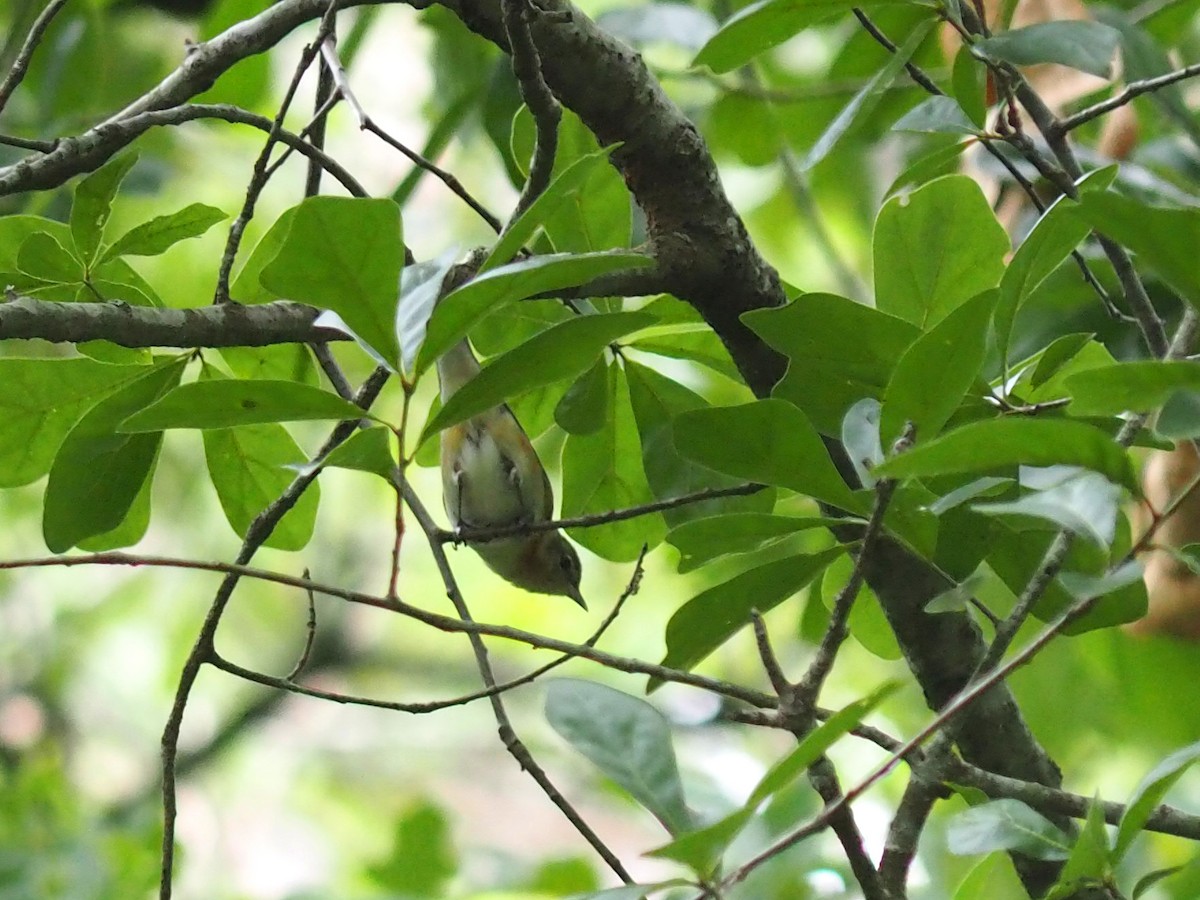 Bay-breasted Warbler - Sergey Buben