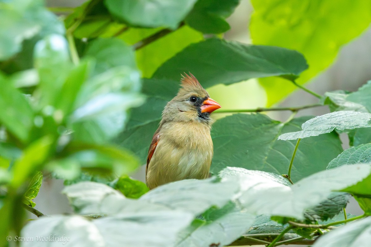 Northern Cardinal - Caitlin Wooldridge