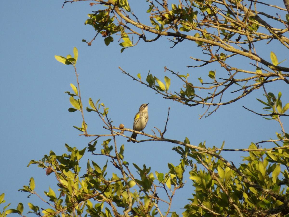 Yellow-rumped Warbler - Jerhemy Lonzo