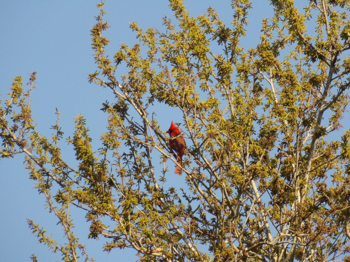 Northern Cardinal - Jerhemy Lonzo