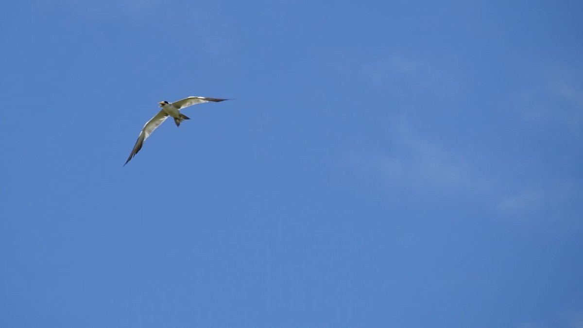 Large-billed Tern - Primitivo Figueroa