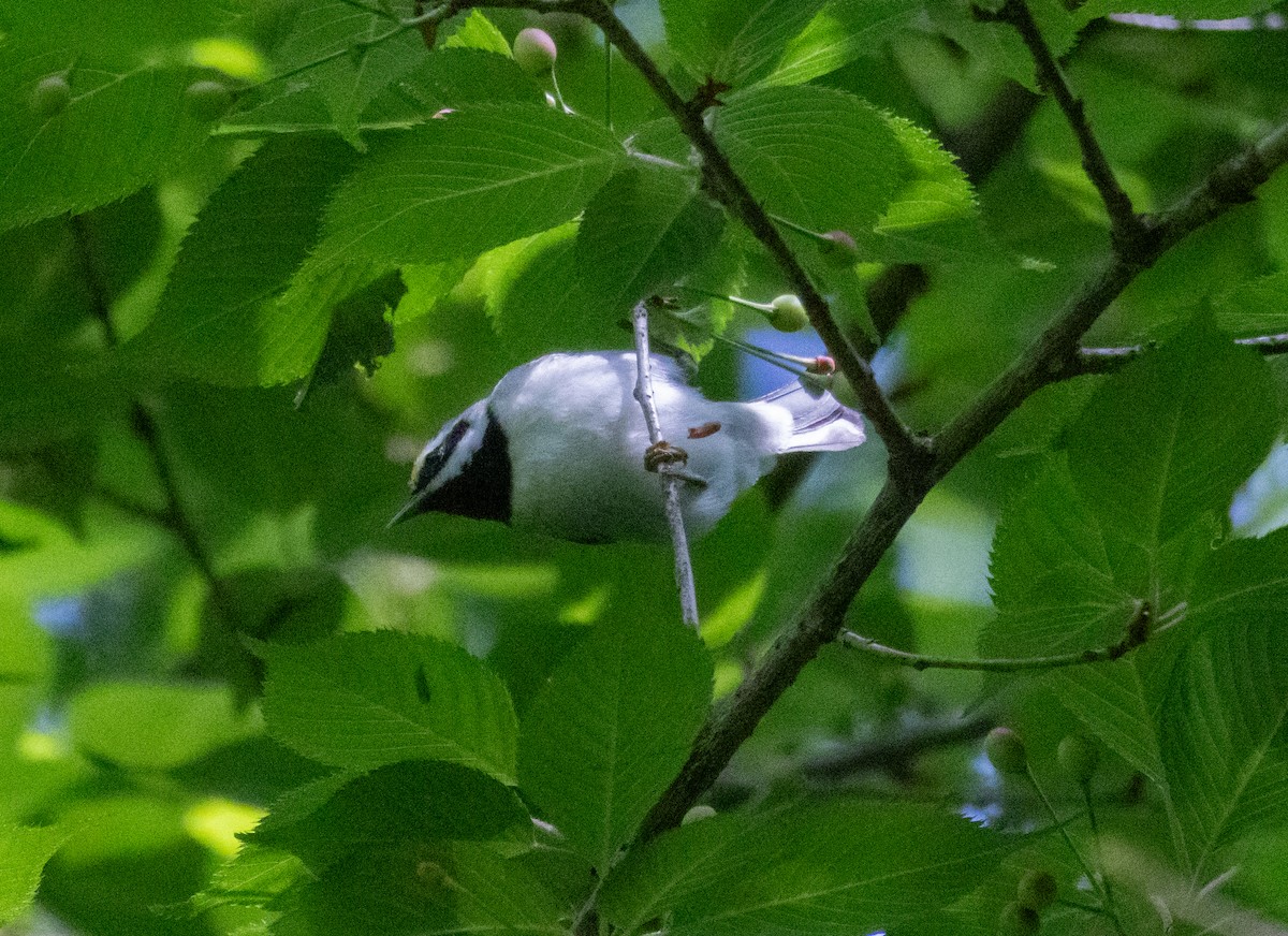 Golden-winged Warbler - MCHL ____