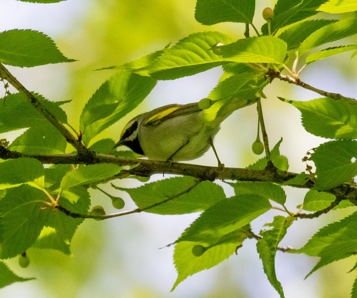 Golden-winged Warbler - MCHL ____