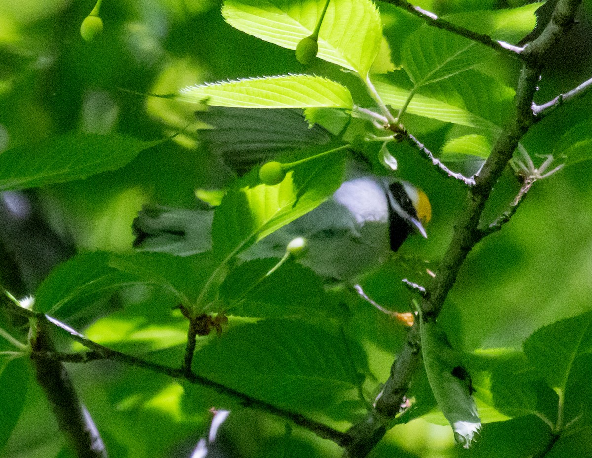 Golden-winged Warbler - MCHL ____