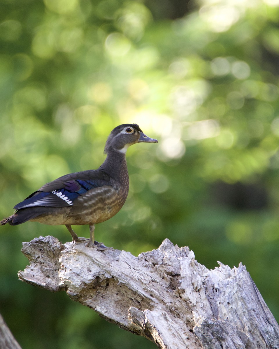 Wood Duck - Rebecca Tatterson