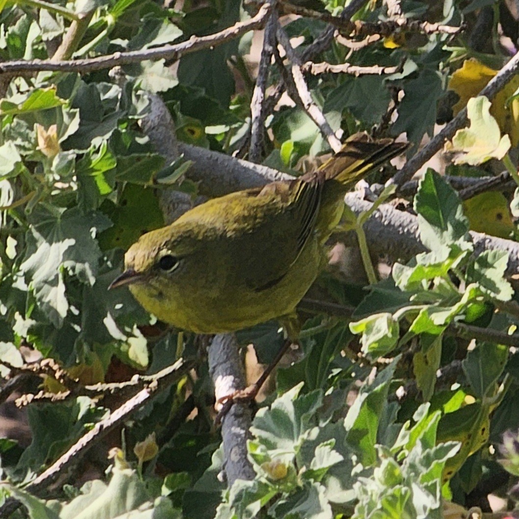 Orange-crowned Warbler - Graeme Hinde