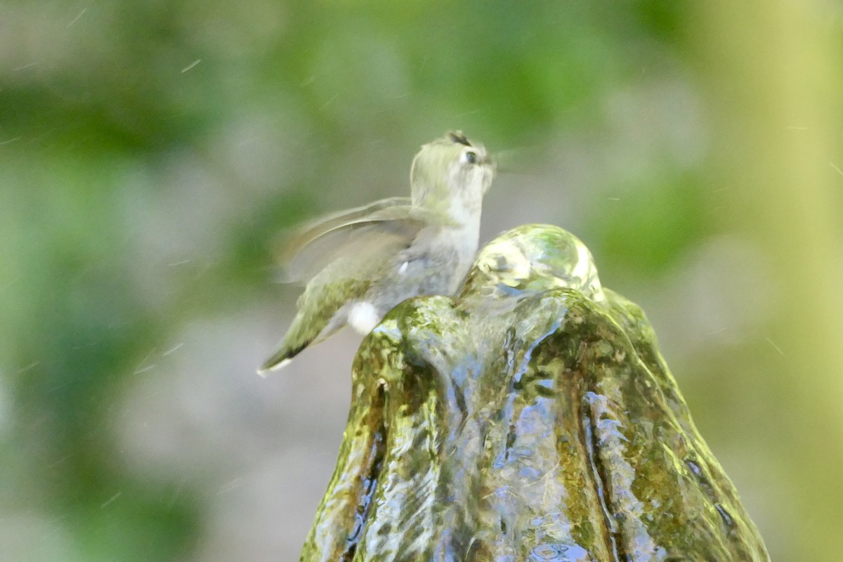 Anna's Hummingbird - Megan  Scott