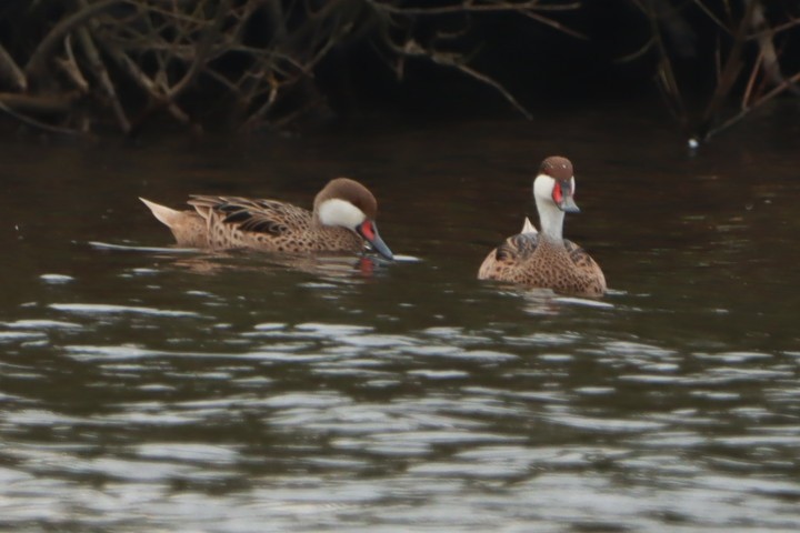 White-cheeked Pintail - João Paulo Durante