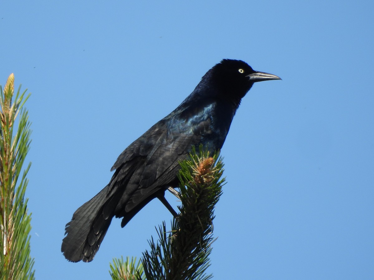 Common Grackle - ML618924340