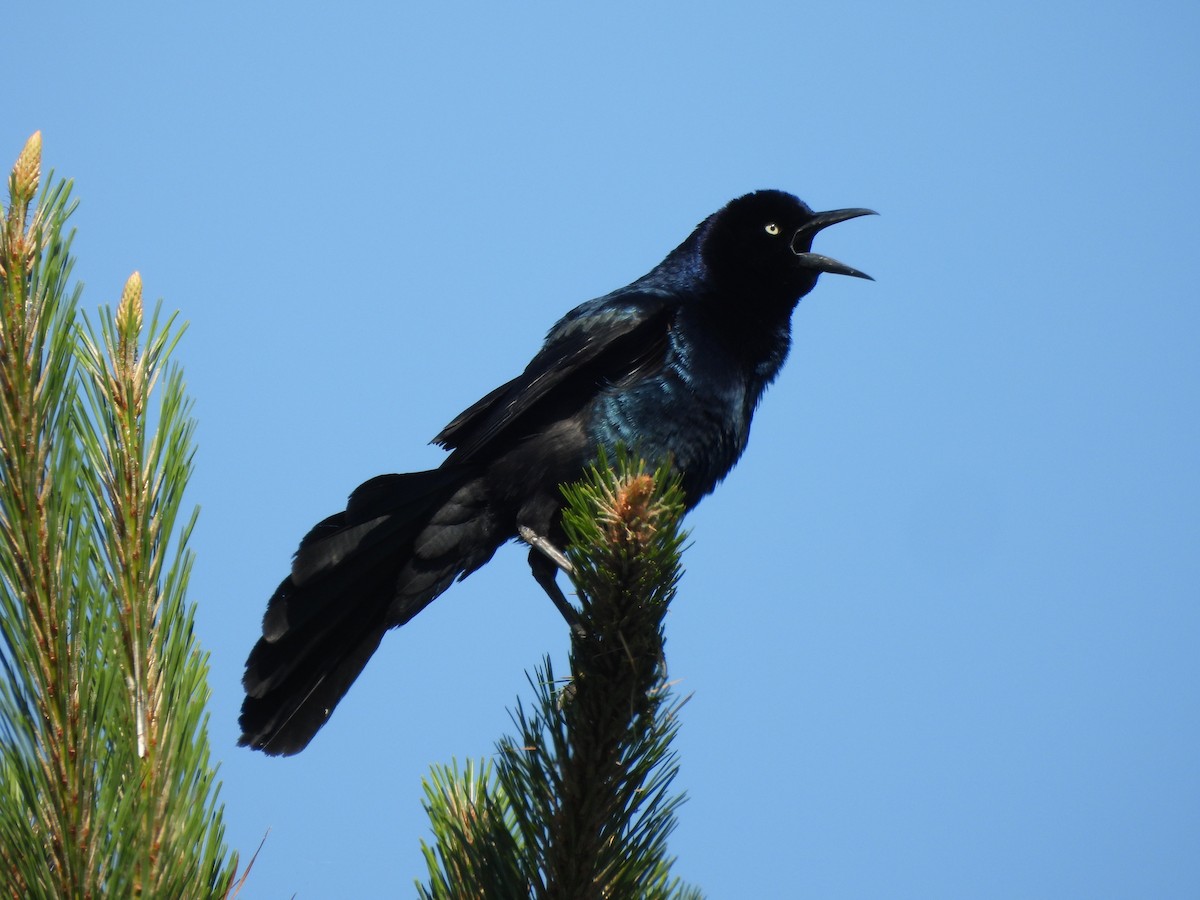 Common Grackle - ML618924341