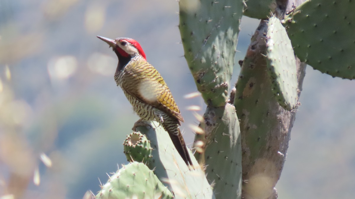 Black-necked Woodpecker - Lisset Gómez