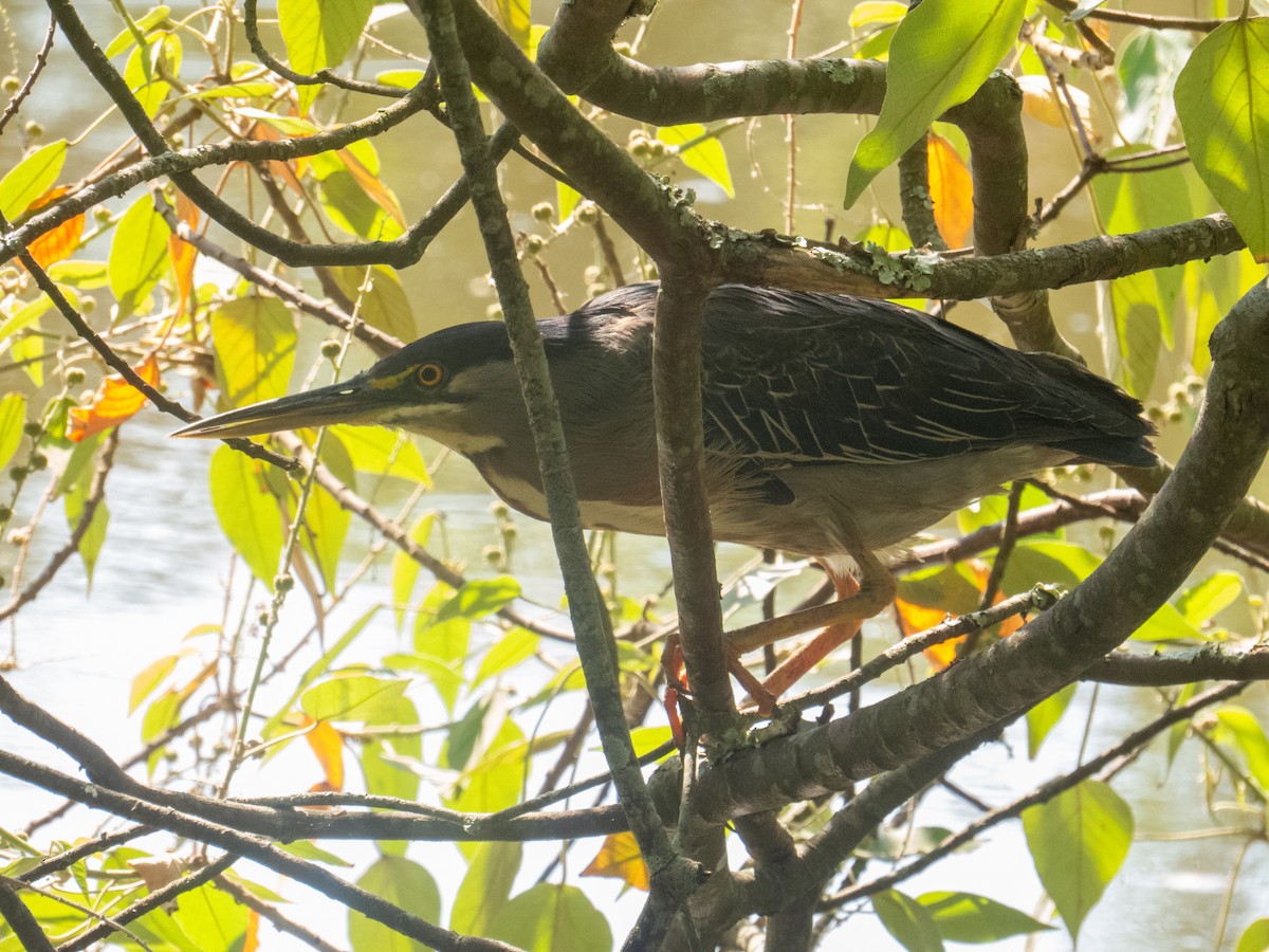 Striated Heron - Gabriel V Leite