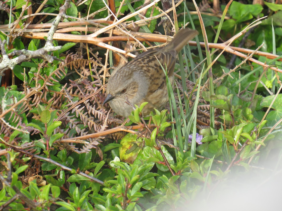 Dunnock - Sally Bergquist