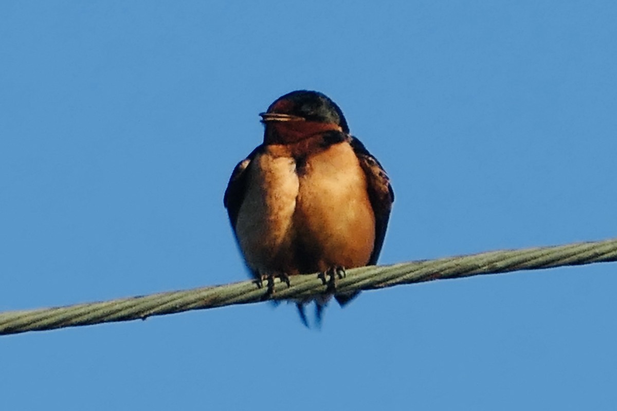 Barn Swallow - ML618924379