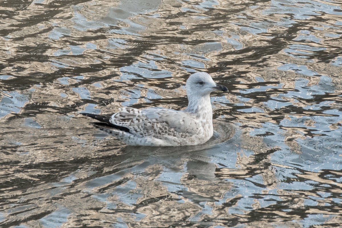 Herring Gull (European) - Kevin Leonard