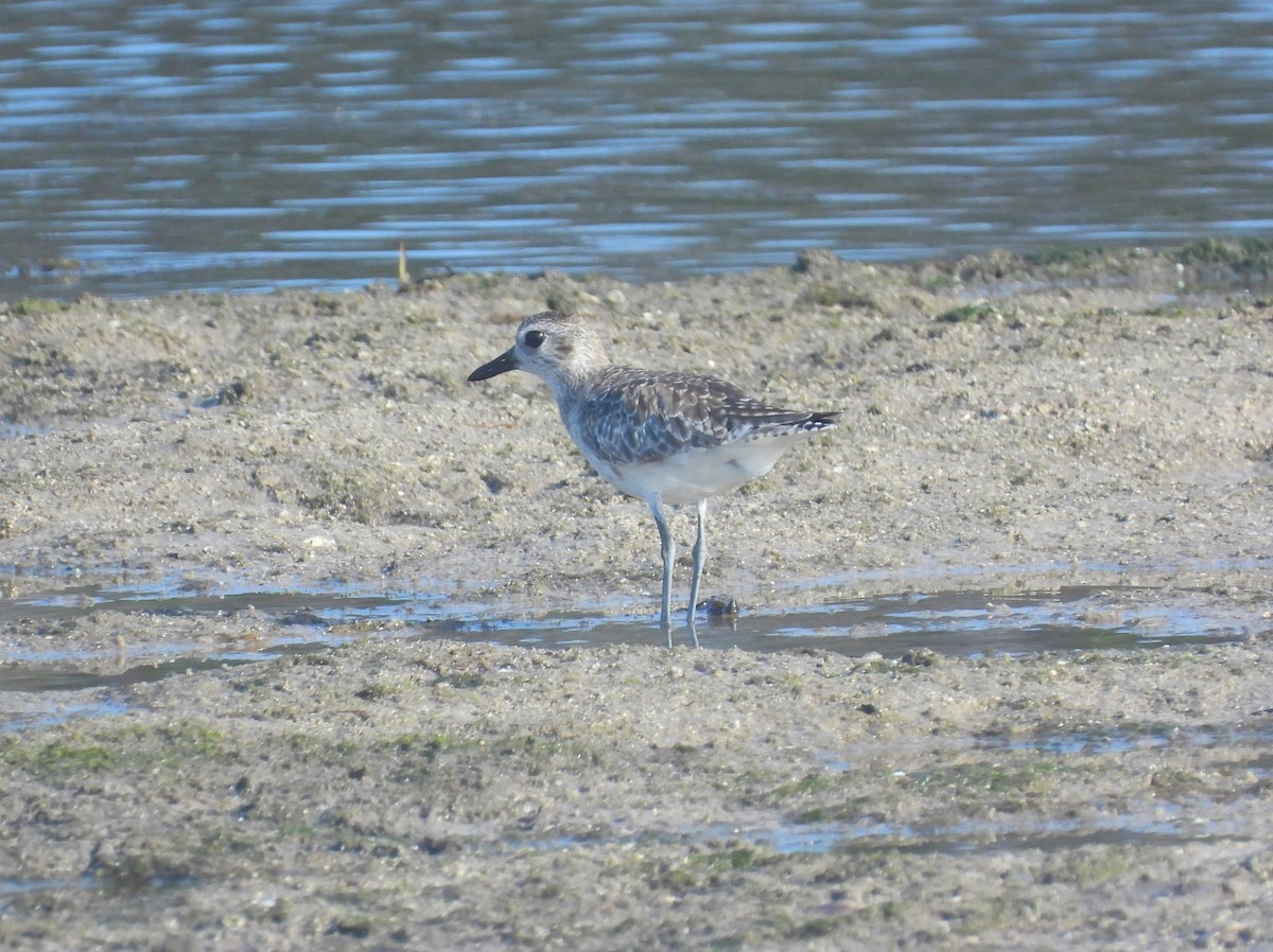 Black-bellied Plover - Michael W. Sack