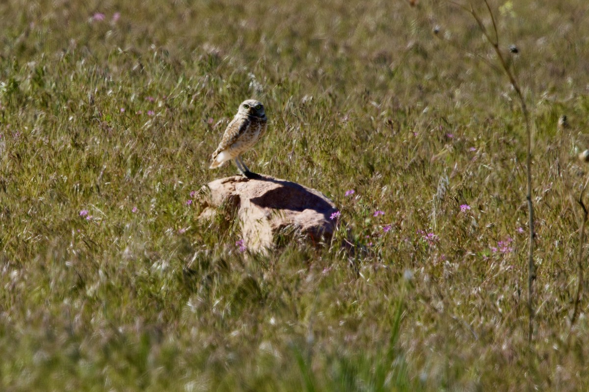 Burrowing Owl - Deanna McLaughlin