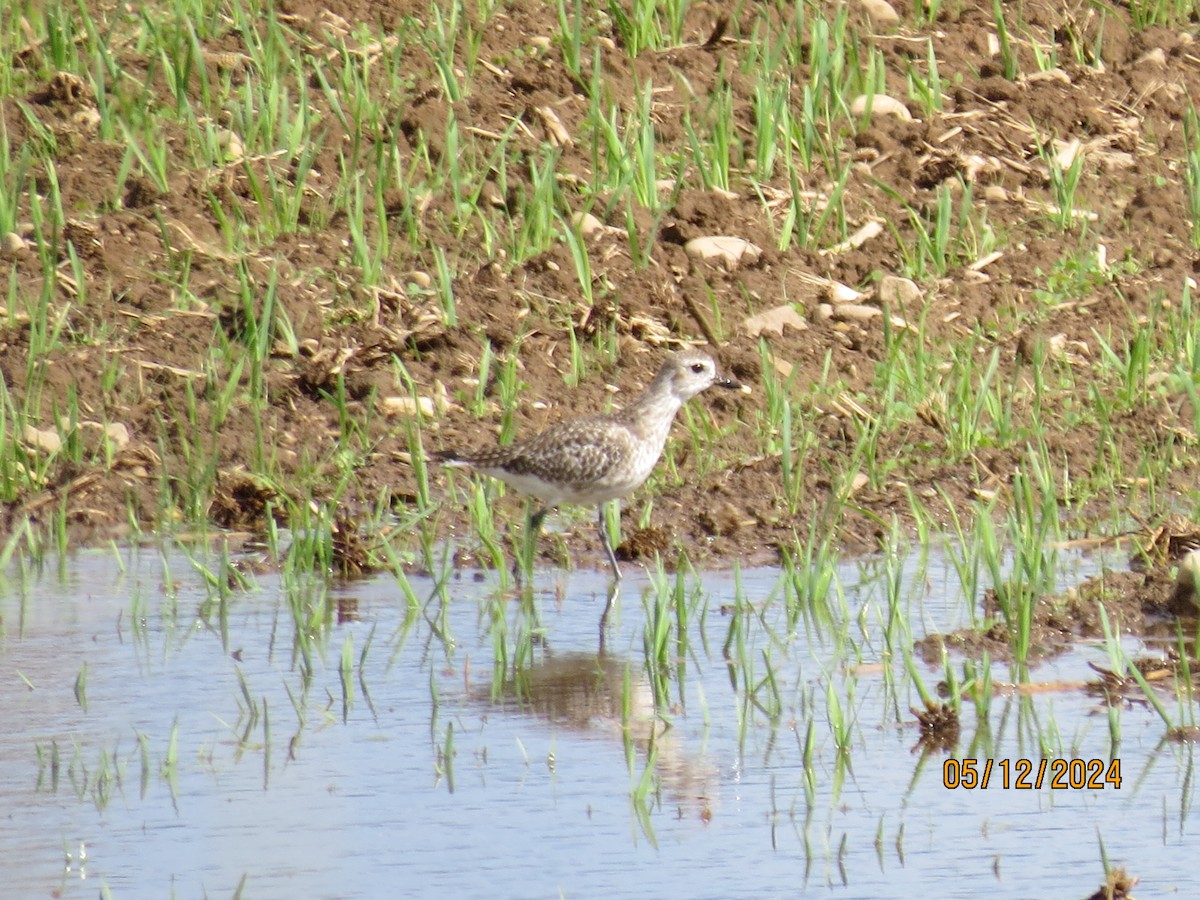 Black-bellied Plover - Chad Kauffman