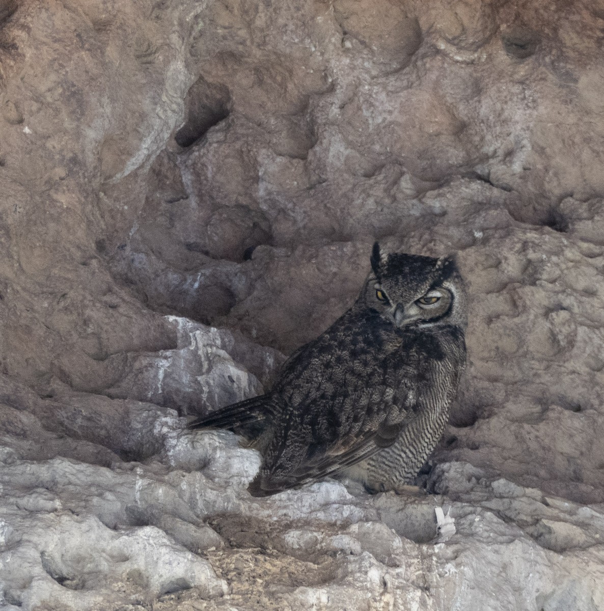 Lesser Horned Owl - Annick Morgenthaler