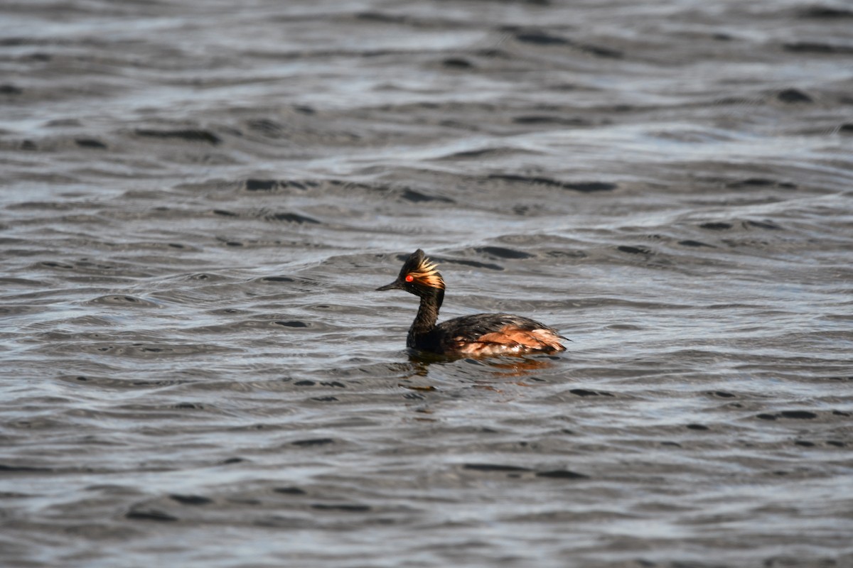 Eared Grebe - Lael Rudisill