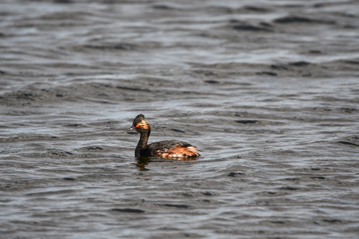 Eared Grebe - Lael Rudisill