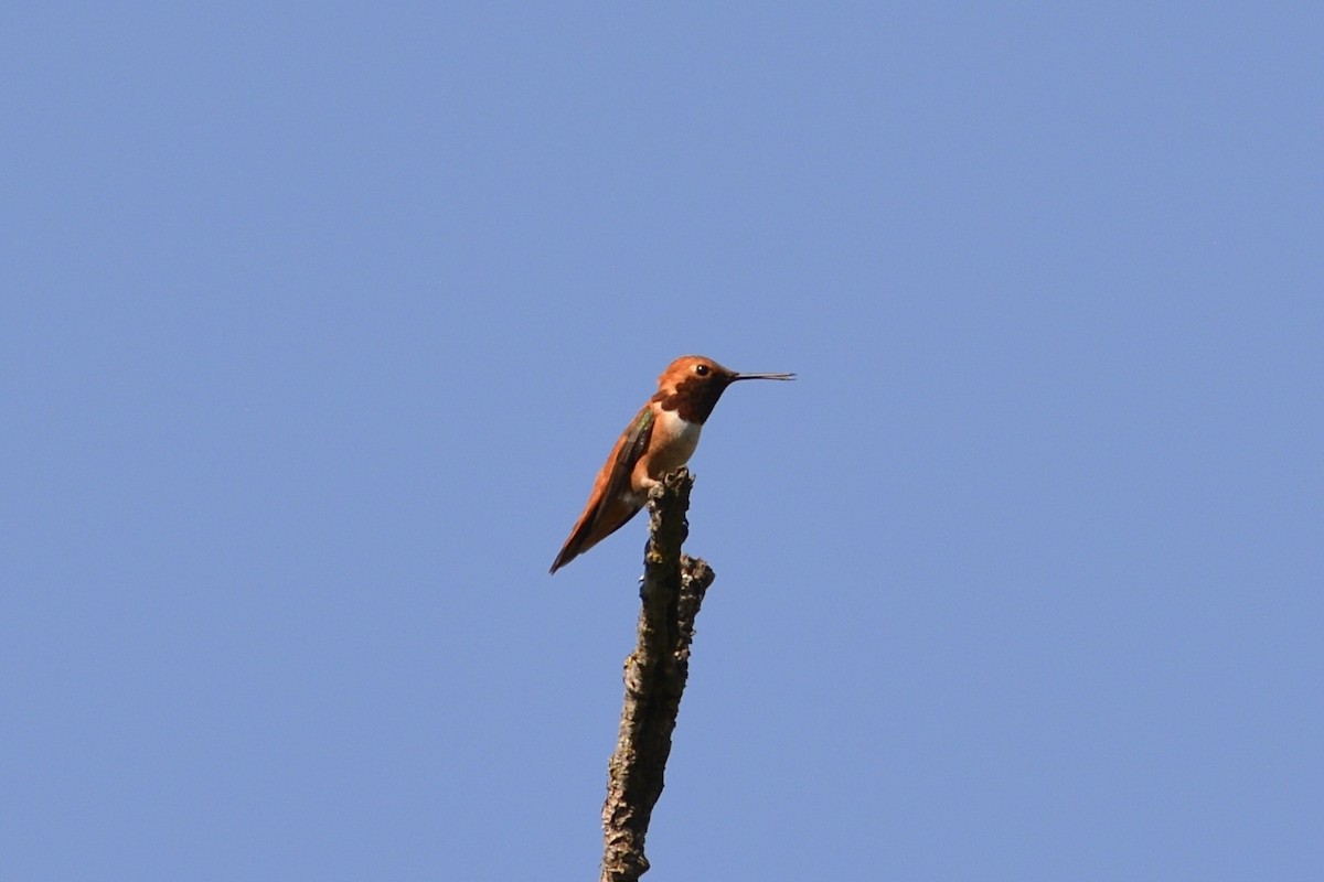 Rufous Hummingbird - lise owens