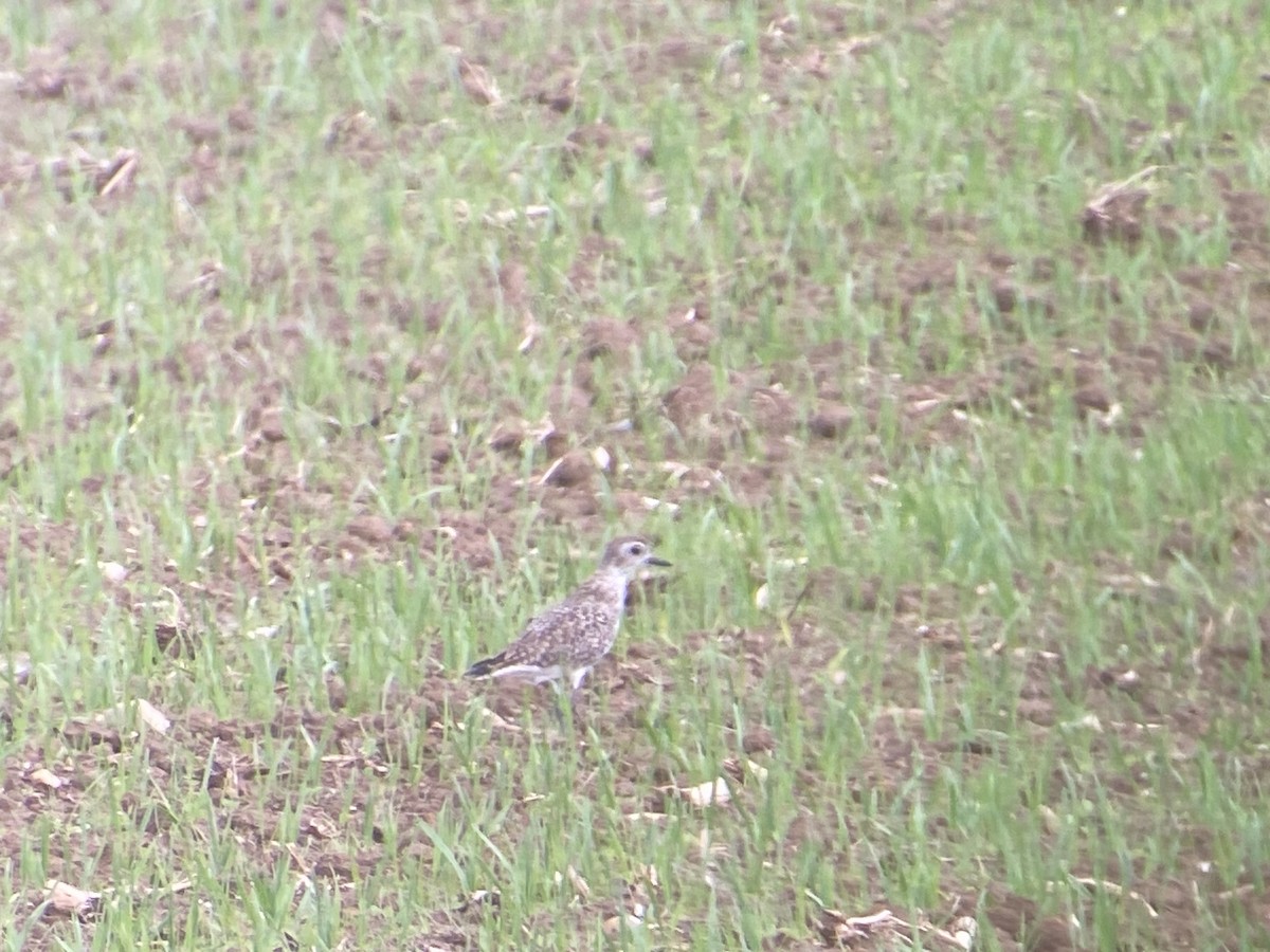 Black-bellied Plover - Chad Kauffman