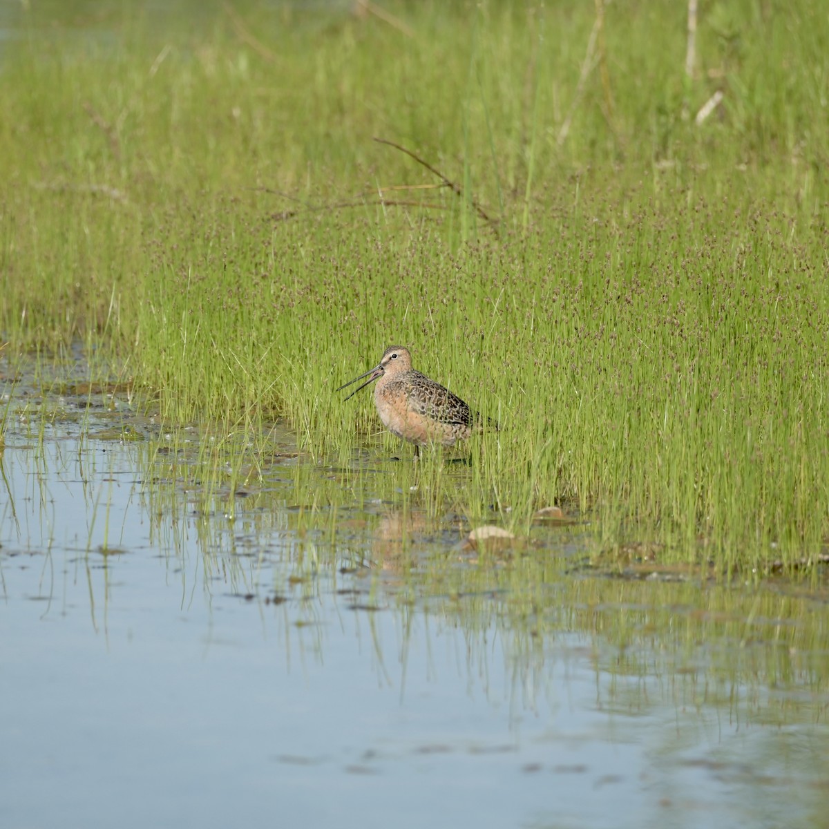 Short-billed Dowitcher - Justin Riley