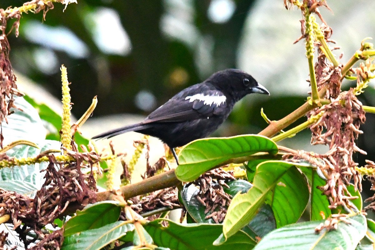 White-shouldered Tanager - José Luis Núñez Muñoz