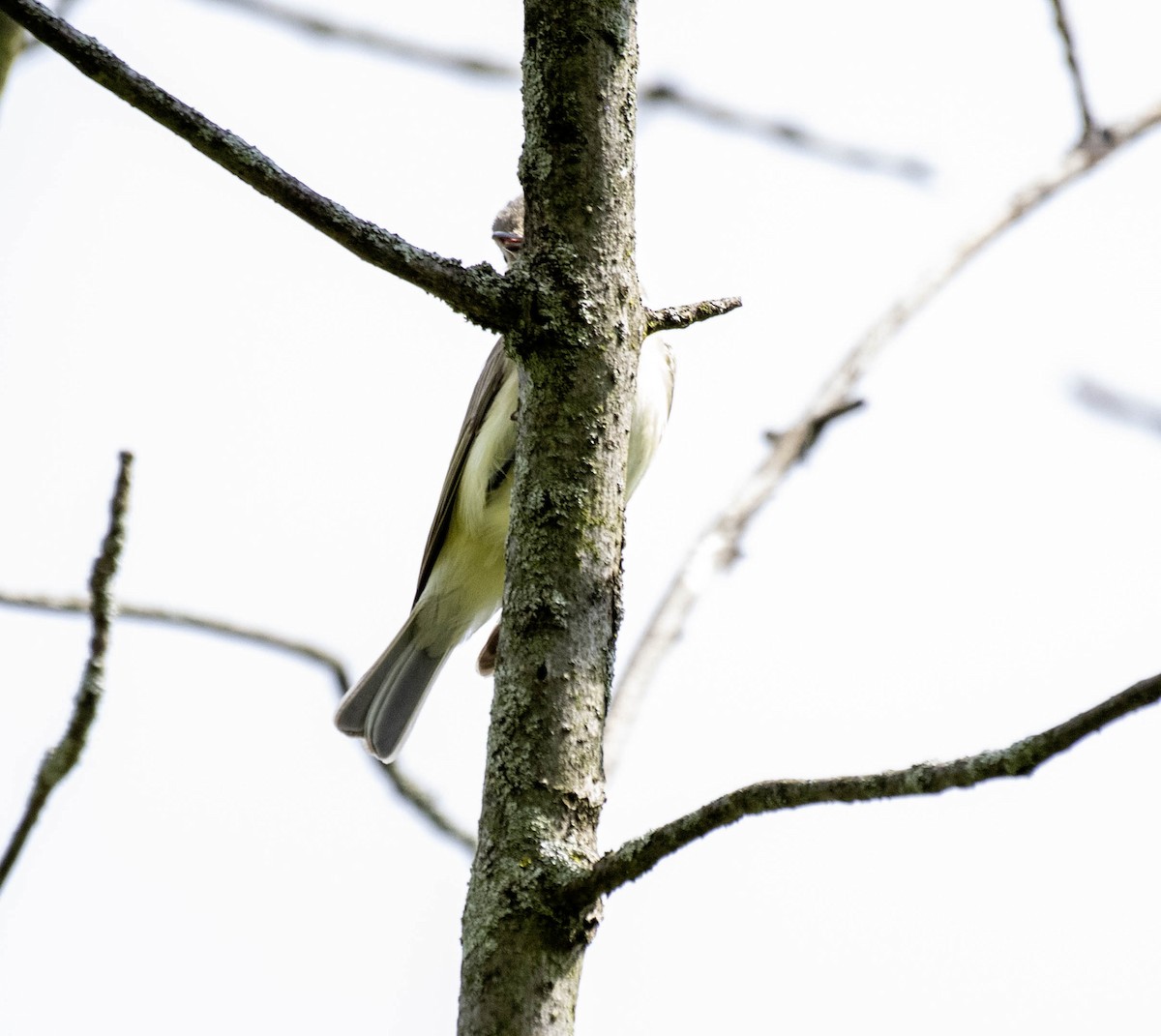 Great Crested Flycatcher - ML618924535