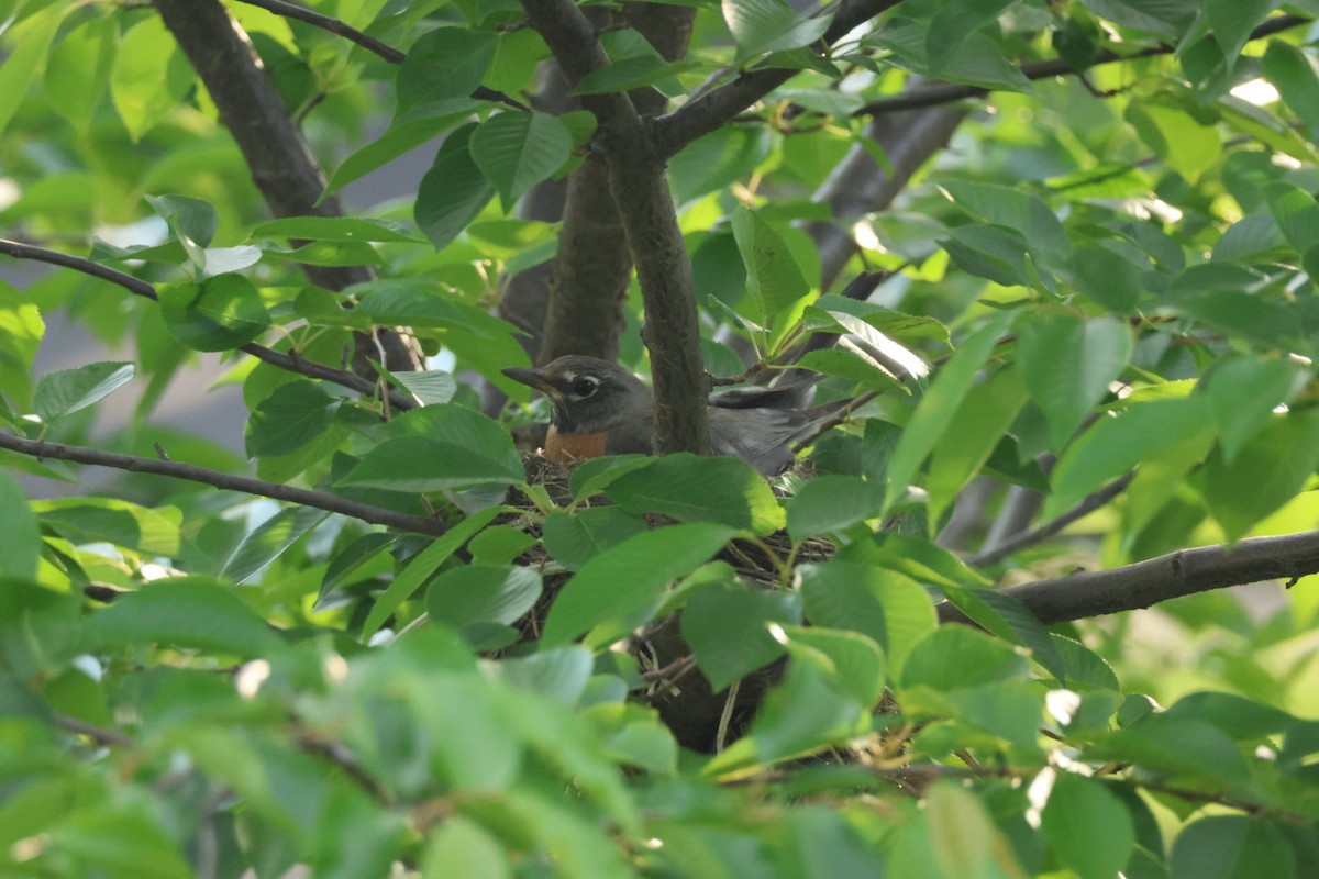 American Robin - ML618924536