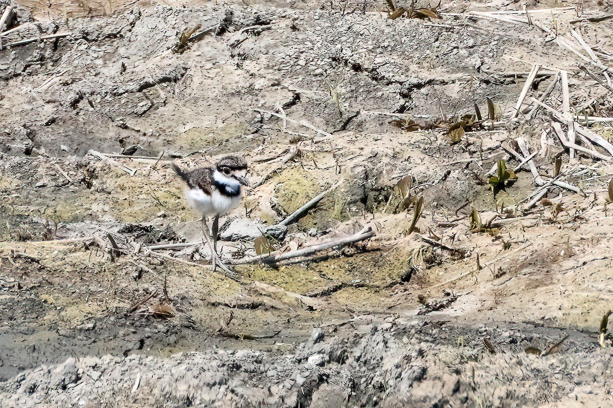 Killdeer - Gustino Lanese