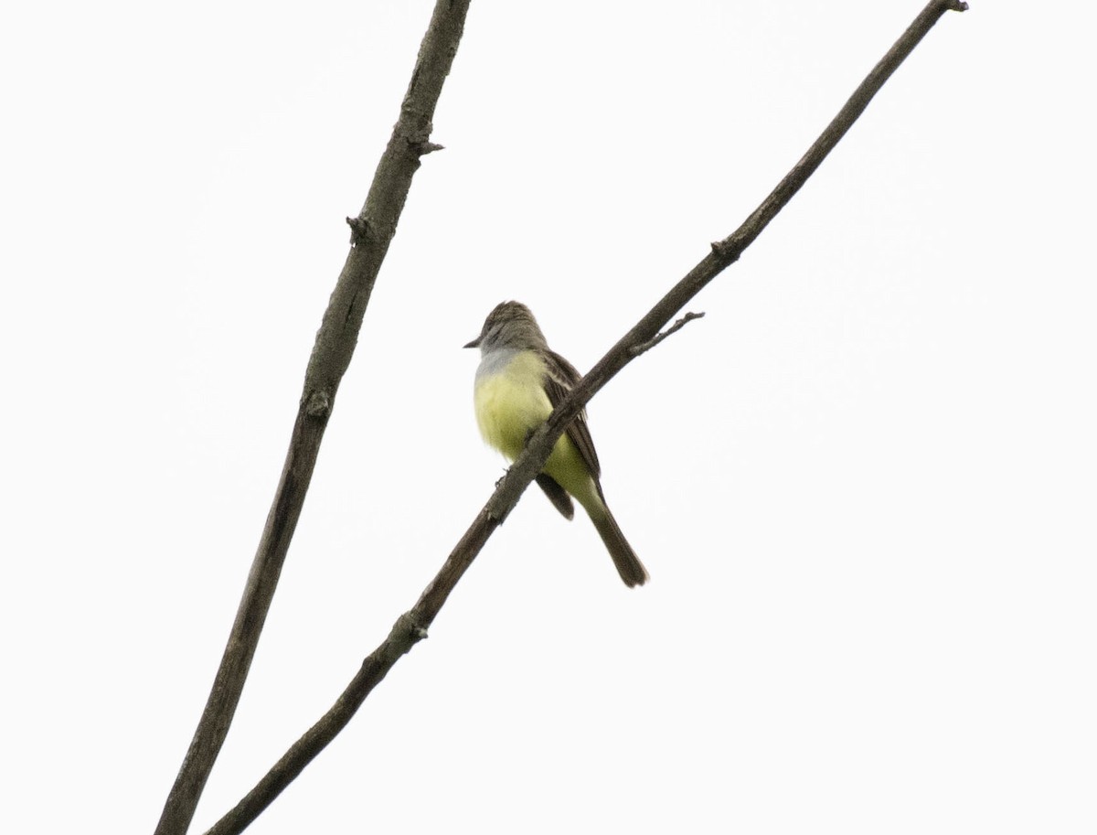 Great Crested Flycatcher - ML618924548