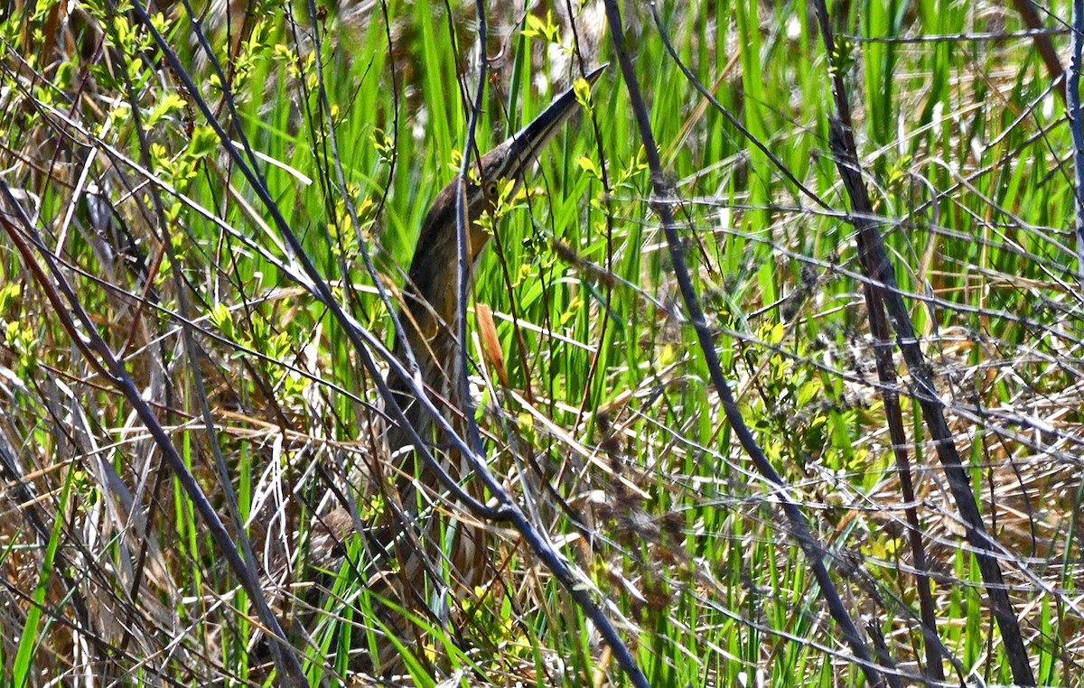 American Bittern - Tom Long