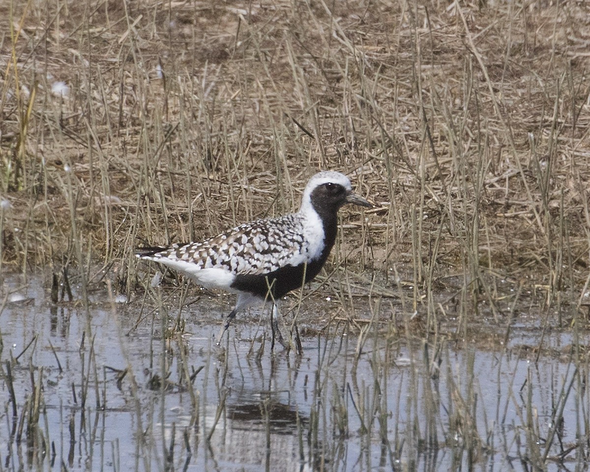 Black-bellied Plover - Doug Backlund