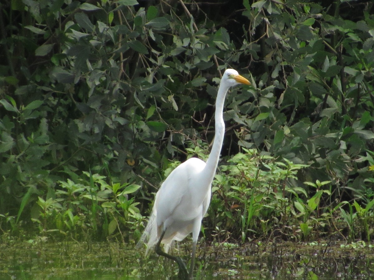 Great Egret - Carlos Andrés Rodríguez Parra