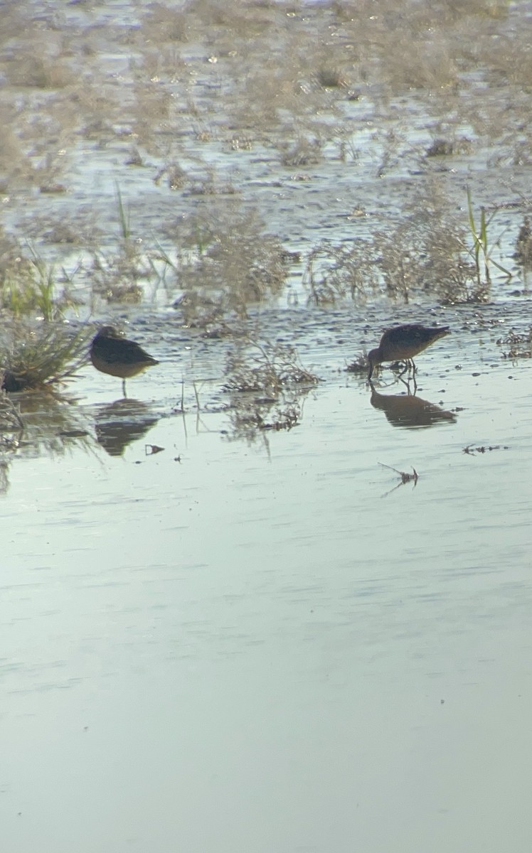 Long-billed Dowitcher - ML618924564