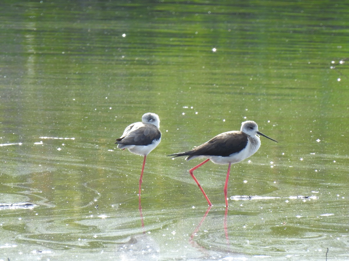 Black-winged Stilt - ML618924565