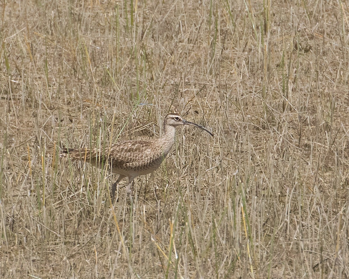 Whimbrel - ML618924566