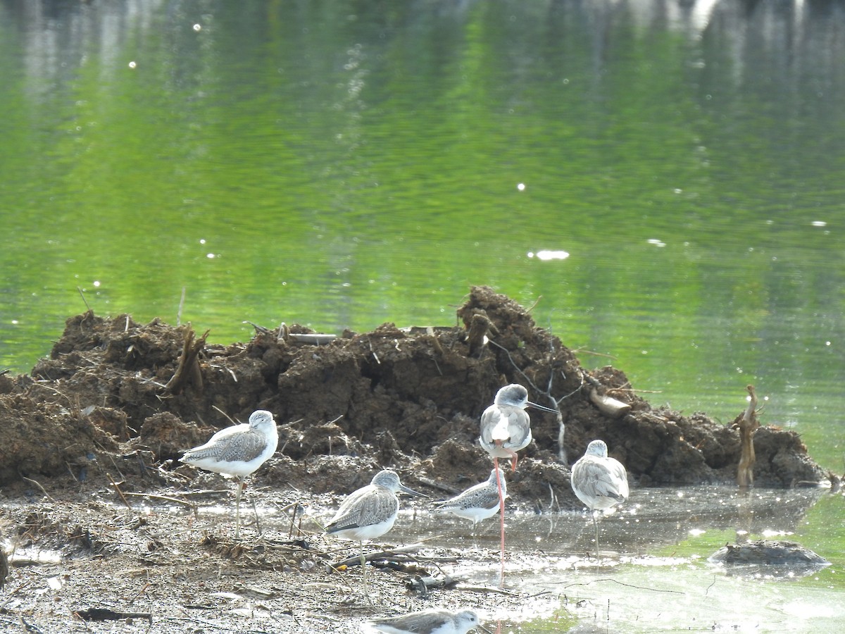 Black-winged Stilt - ML618924573