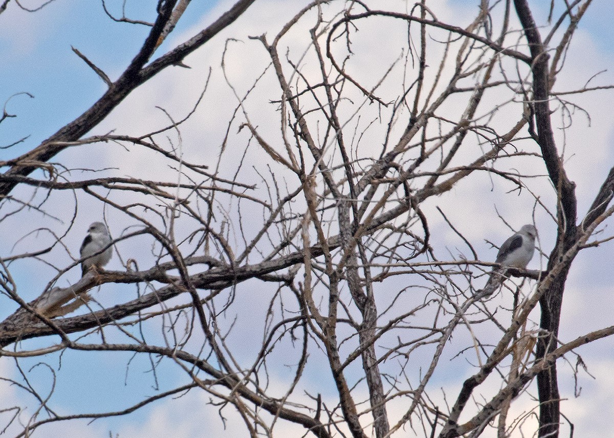 White-tailed Kite - ML618924604