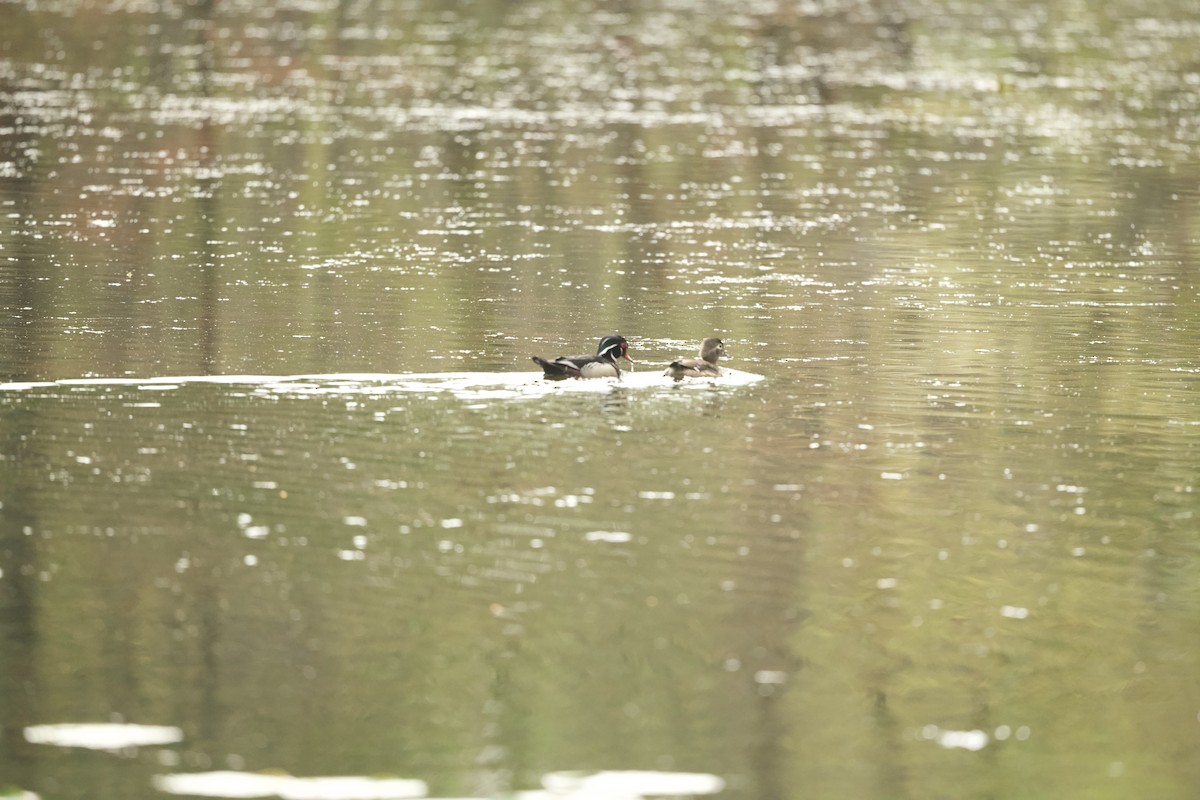 Wood Duck - Britney Fox